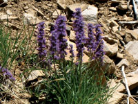 Hiking Miners Basin, Moab Utah - Image 12